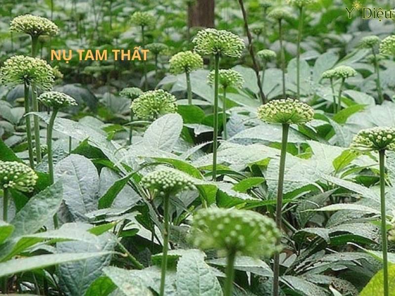 Tác Dụng Của Nụ Hoa Tam Thất Và Cách Dùng Như Thế Nào